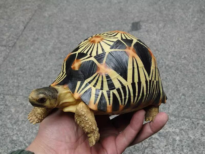 Life Size Large Radiated Tortoise Turtle Replica Model Figurine normal 19cm B