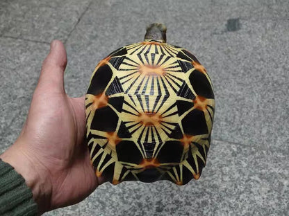 Life Size Large Radiated Tortoise Turtle Replica Model Figurine normal 19cm B