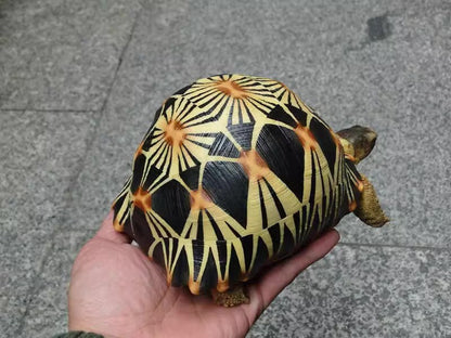 Life Size Large Radiated Tortoise Turtle Replica Model Figurine normal 19cm B