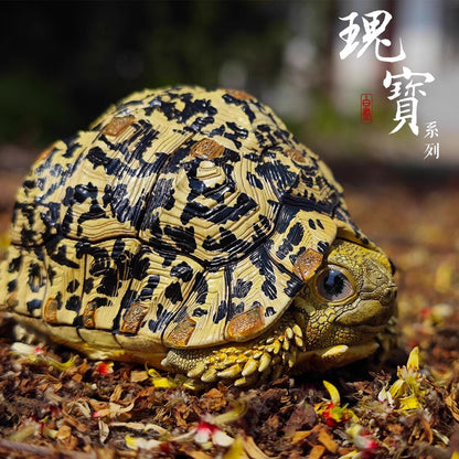 Super Q Leopard Tortoise Turtle Resin Replica Model Figurine Figure