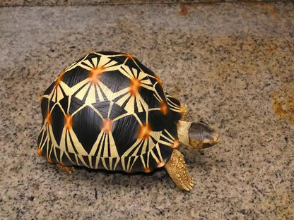 Life Size Large Radiated Tortoise Turtle Replica Model Figurine normal 19cm A