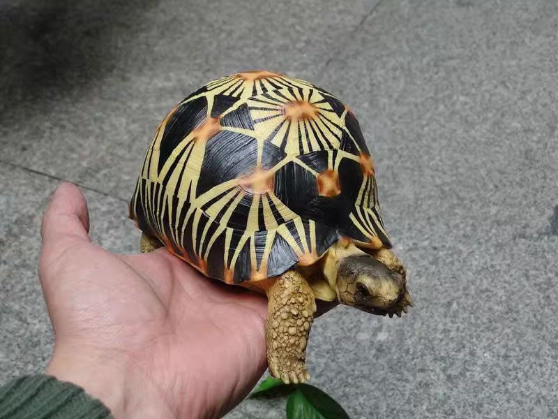 Life Size Large Radiated Tortoise Turtle Replica Model Figurine normal 19cm B