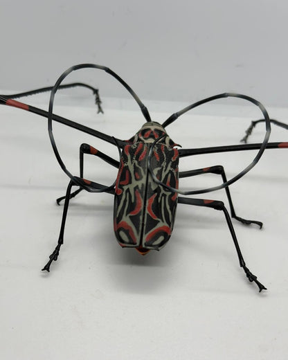 Harlequin beetle Acrocinus longimanus insect PVC Action Figure model with joints