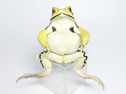 Japan Japanese common toad Frog Toad PVC Figure Model Figurine 12cm (Yellow）