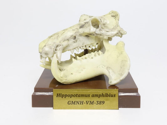 Hippo hippopotamus skull mini figurine figure model replica