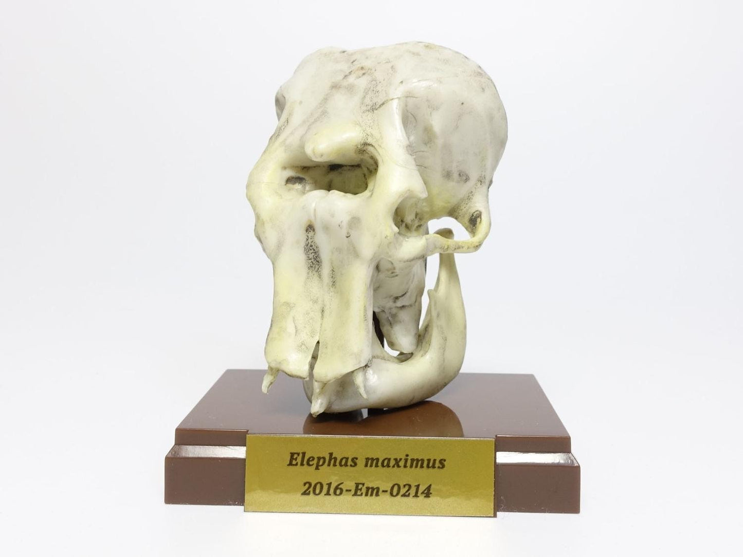 Asian Elephant skull mini figurine figure model replica