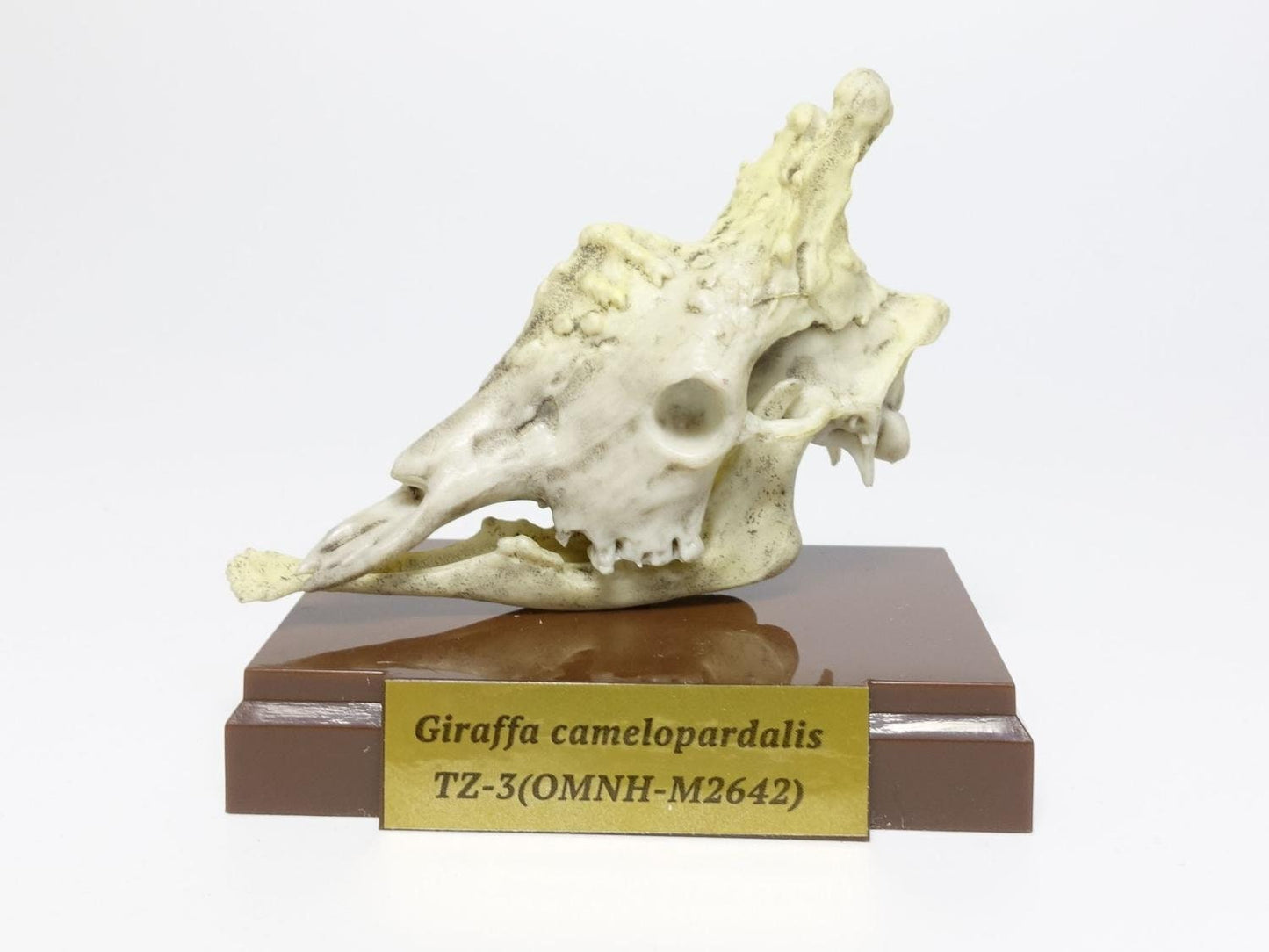 Giraffe skull animal mini figurine figure model replica