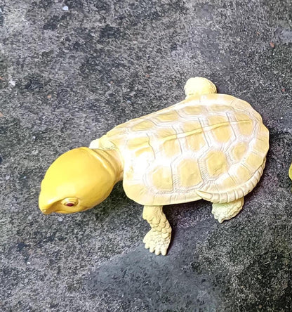 Baby Albino Big-headed Turtle Tortoise Resin replica Model Figurine Figure