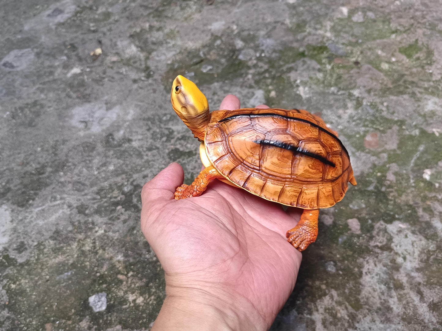 Chinese three-banded box turtle Tortoise Resin replica Model Figurine Figure