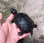 Chinese pond Turtle Tortoise Resin replica Model Figurine Figure