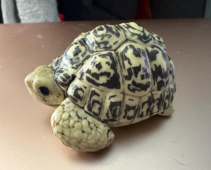 Japan Leopard Tortoise Turtle PVC hollowed figure model toy