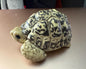 Japan Leopard Tortoise Turtle PVC hollowed figure model toy