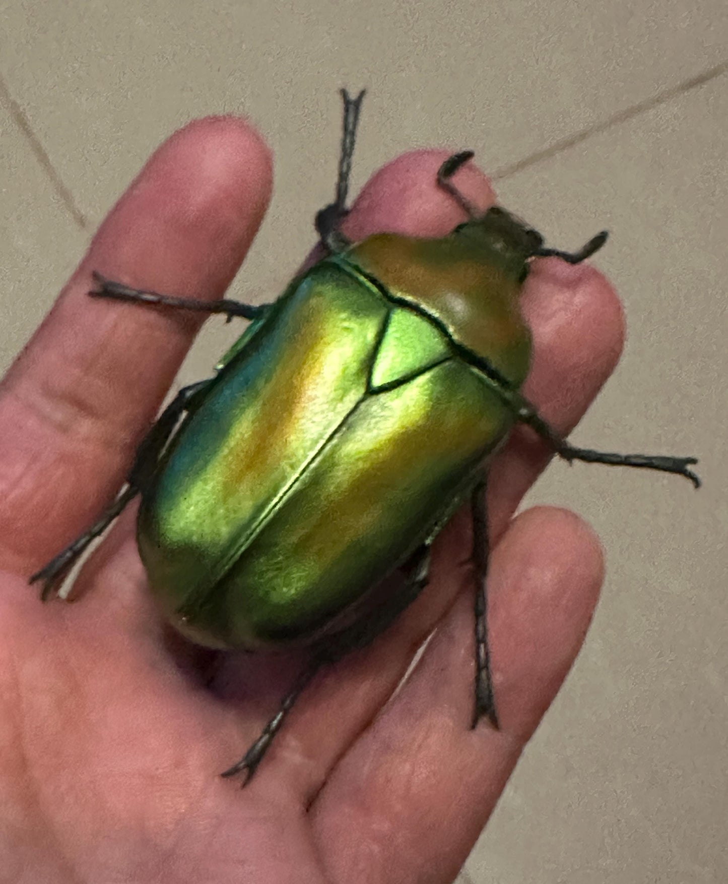 Scarab beetle Rhomborrhina unicolor Insect PVC Action Figure model with joints