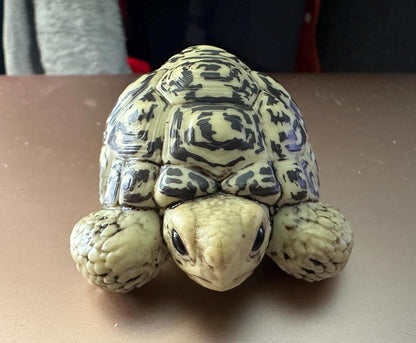 Japan Leopard Tortoise Turtle PVC hollowed figure model toy