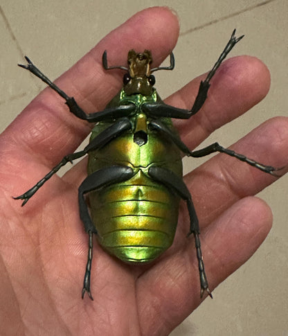 Scarab beetle Rhomborrhina unicolor Insect PVC Action Figure model with joints