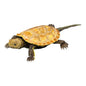 Bandai Japanese Pond Turtle (yellow) animal PVC Action Figure model with 20 joints