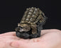 Japan Common Snapping Turtle PVC Mini Model Figurine with stand (Brown)