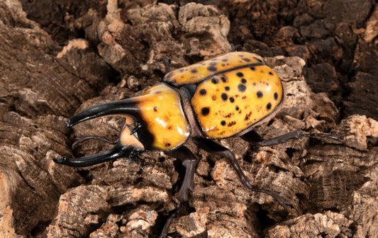 Mexican Hercules Beetle (Dynastes hyllus) Insect PVC Action Figure model with joints