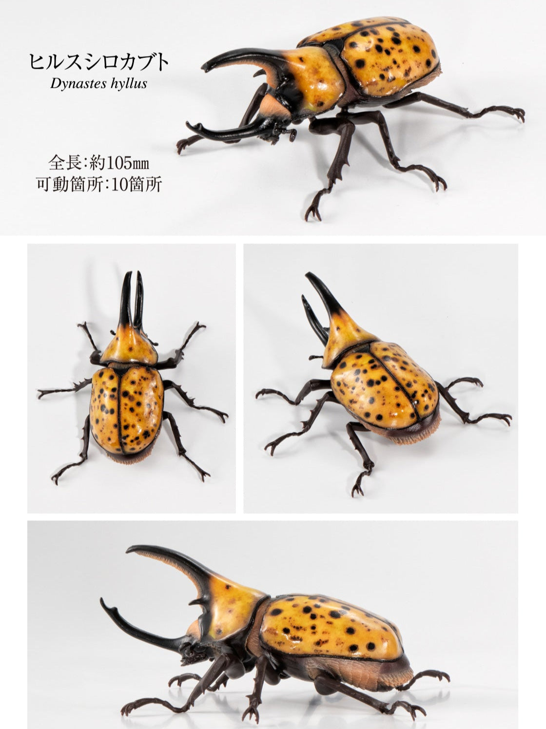 Mexican Hercules Beetle (Dynastes hyllus) Insect PVC Action Figure model with joints