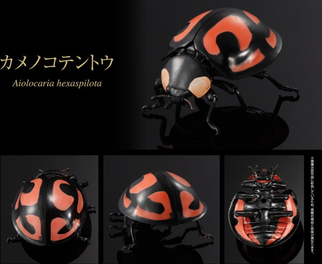 Coccinellid Beetle Lady Beetle Aiolocaria hexaspilota insect PVC Action Figure model with joints