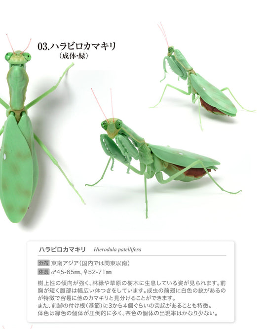 Japan Green Giant Asian mantis adult insect PVC Action Figure Model with joints