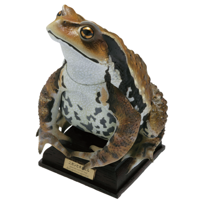 Kitan Club Nature Techni Color Japanese common toad Frog PVC mini capsule figure model figurine with base