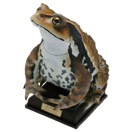 Kitan Club Nature Techni Color Japanese common toad Frog PVC mini capsule figure model figurine with base
