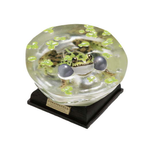 Kitan Club Nature Techni Color Tokyo daruma pond frog PVC mini capsule figure model figurine with base SP item