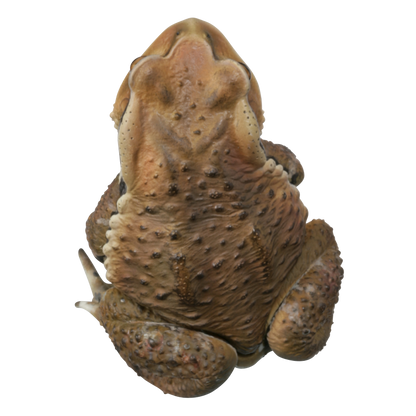 Kitan Club Nature Techni Color Japanese common toad Frog PVC mini capsule figure model figurine with base