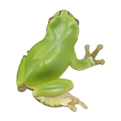Kitan Club Nature Techni Color Japanese Tree Frog PVC mini capsule figure model figurine with base