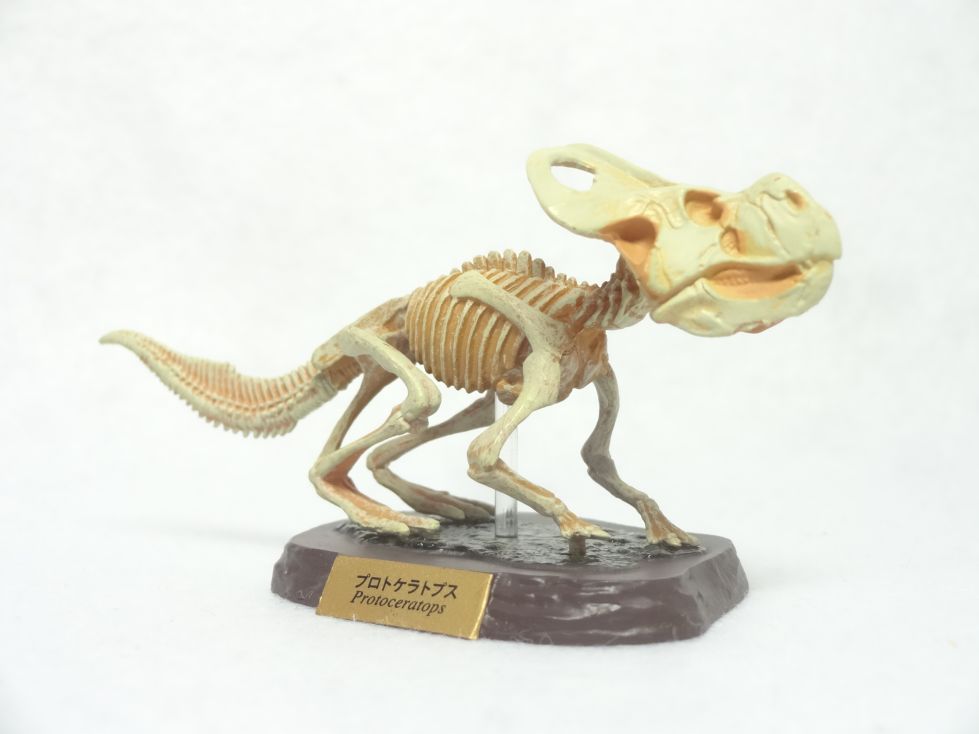 Retired Kaiyodo Choco Q Fossil Protoceratops Skeleton (2018) Dinosaur PVC mini figure model RARE
