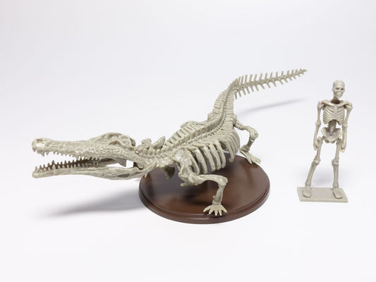 Toyotamaphimeia prehistoric Crocodile Skeleton Fossil PVC figurine figure model (Color B) 1/35