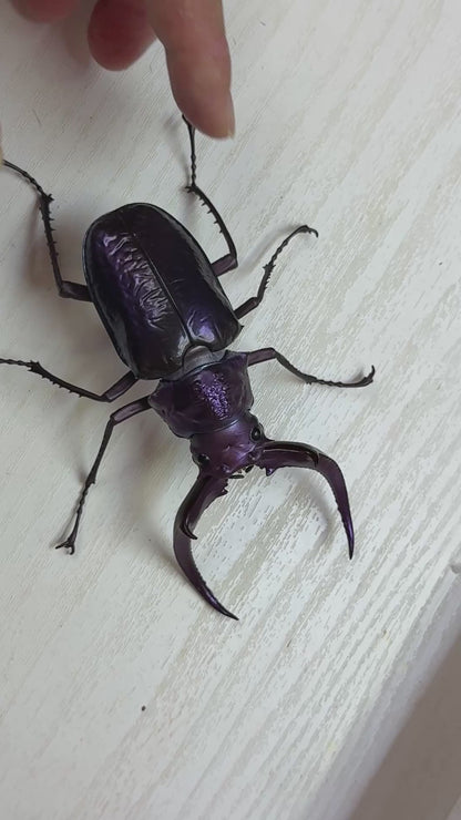 Sphaenognathus Feisthameli Stag Beetle insect PVC Action Figure model 12 joints