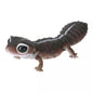 Japan Q Fat-Tailed gecko lizard PVC Action Figure model with joints (10cm) D