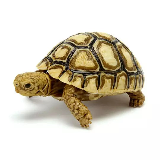 Baby Leopard Tortoise Turtle animal PVC Action Figure model with joints Color A