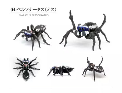 MARATUS PERSONATUS coastal peacock jumping spider Insect PVC Action Figure model