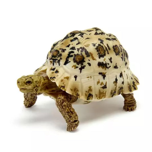 Adult White Leopard Tortoise Turtle animal PVC Action Figure model with joints