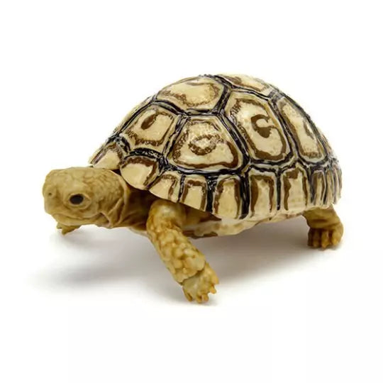 Baby Leopard Tortoise Turtle animal PVC Action Figure model with joints Color B