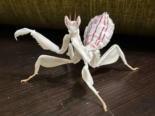 Japan White orchid mantis insect PVC Action Figure model with joints