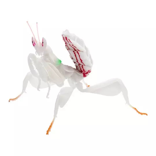 Japan White orchid mantis insect PVC Action Figure model with joints