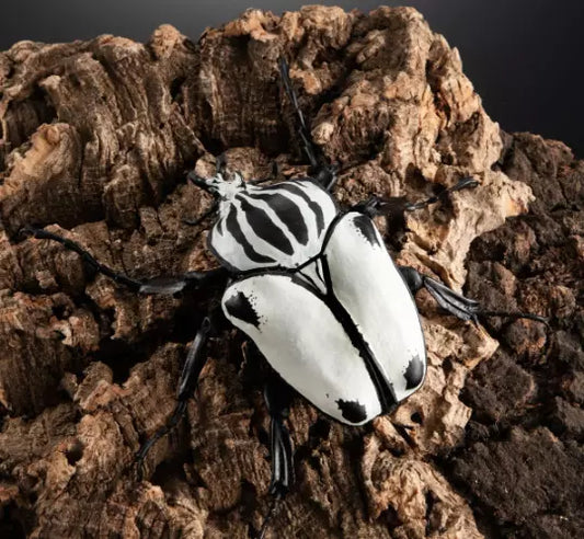 Japan Goliath beetle Insect PVC Action Figure model with joints (White)